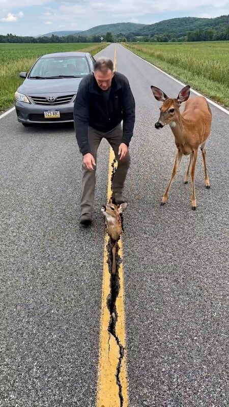 Jos mažyliui grėsė rimtas pavojus... Šios išsigandusios elnės motinos reakcija paliko visus be žado